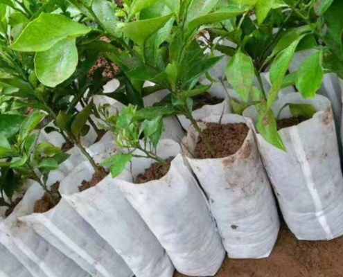 vpac_pd_plantation_3